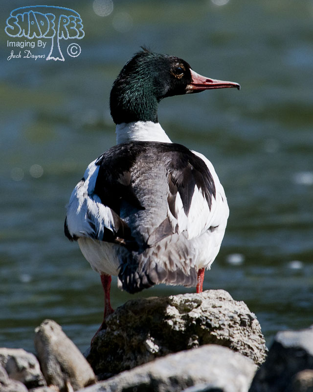 Common Merganser - Mergus merganser