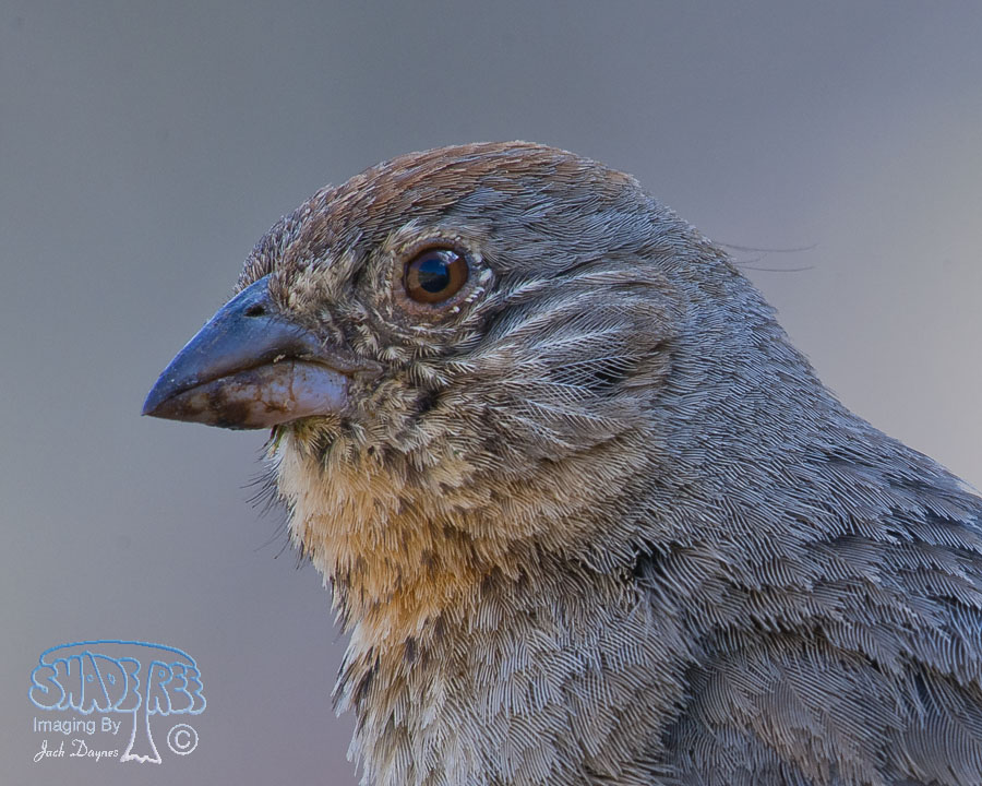 Canyon Towhee - Melozone fusca