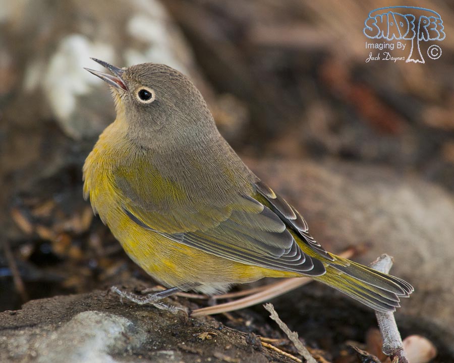 Nashville Warbler - Leiothlypis ruficapilla