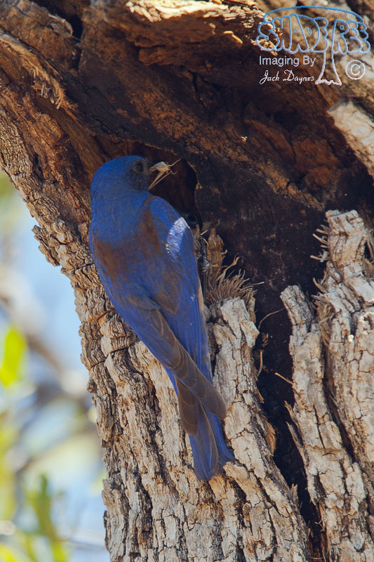 Western Bluebird - Sialia mexicana