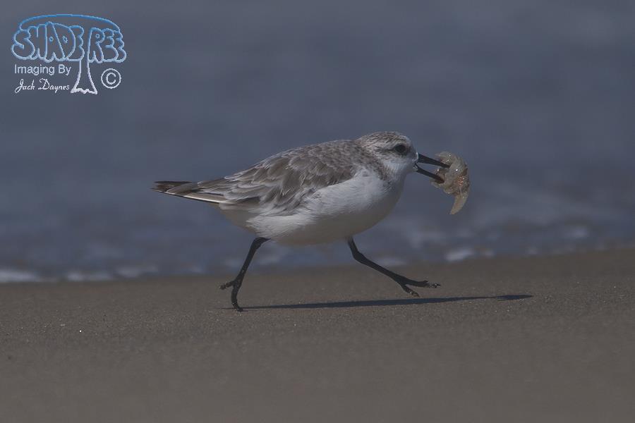 Sanderling - Calidris alba