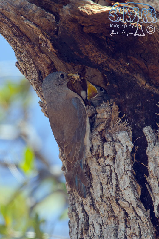Western Bluebird - Sialia mexicana