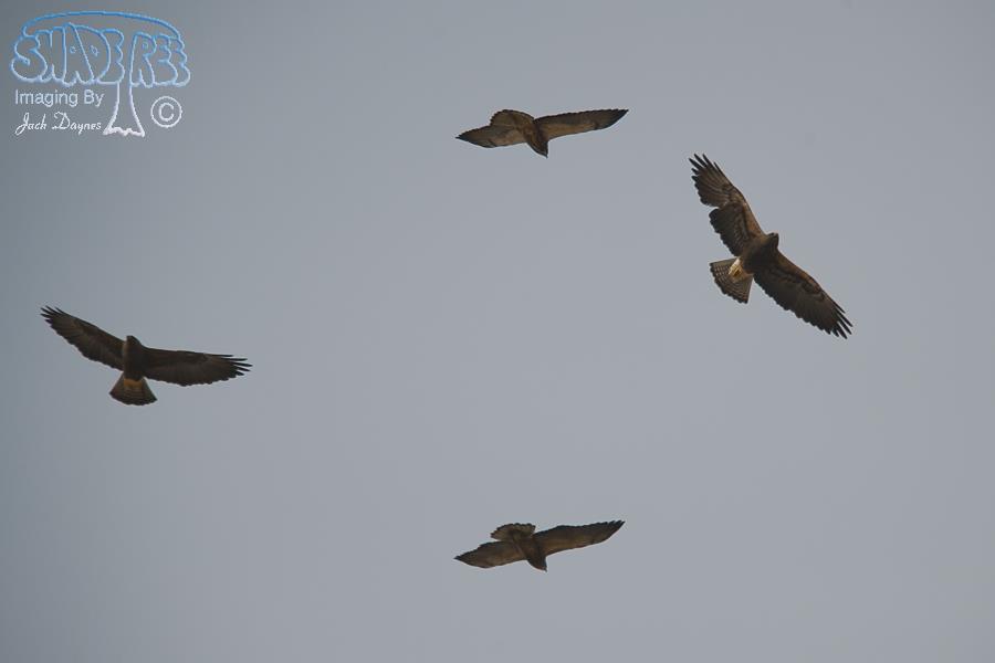 Swainson's Hawk - Buteo swainsoni