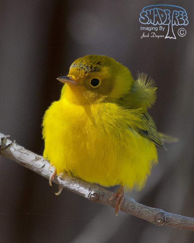 Wilson's Warbler - Cardellina pusilla
