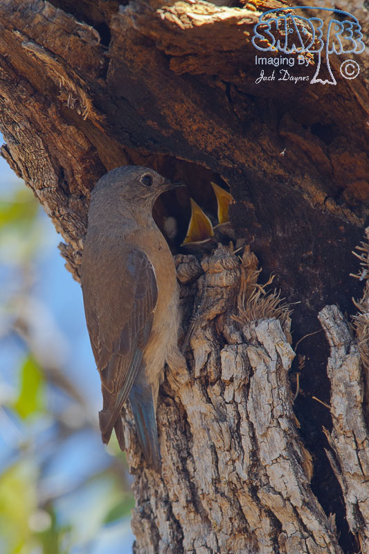 Western Bluebird - Sialia mexicana