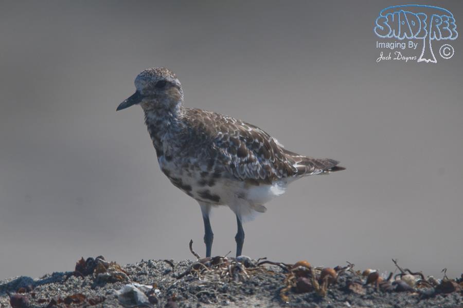 Black-Bellied Plover - Pluvialis squatarola