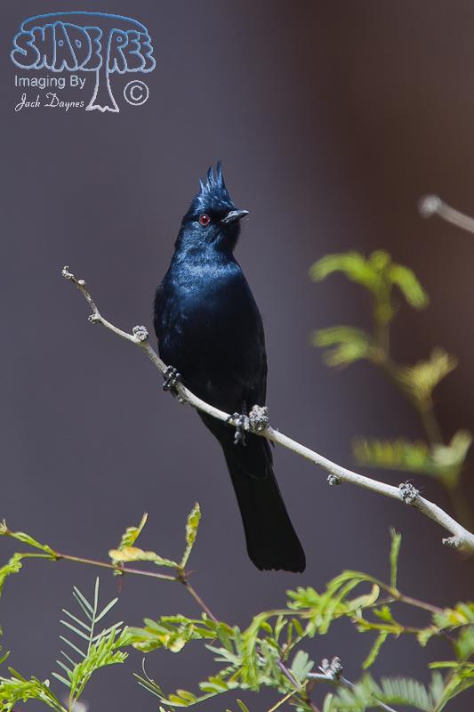Phainopepla - Phainopepla nitens