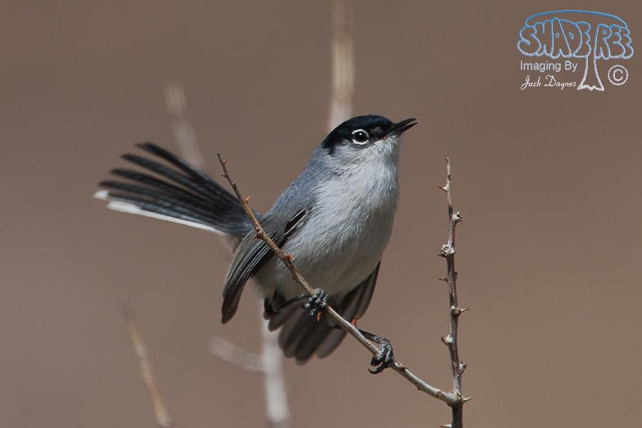 Black-Tailed Gnatcatcher - Polioptila melanura