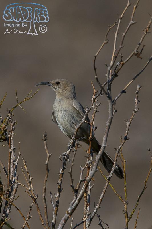 LeConte's Thrasher - Toxostoma lecontei
