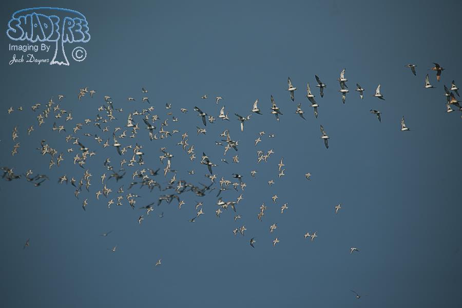 Black-Bellied Plover - Pluvialis squatarola