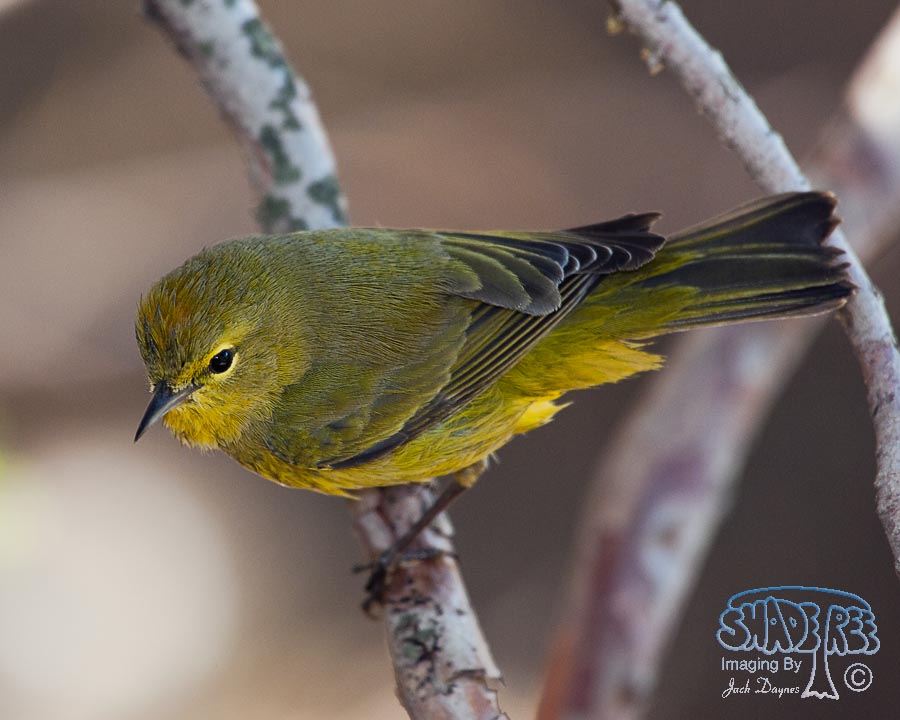 Orange-Crowned Warbler - Oreothlypis celata