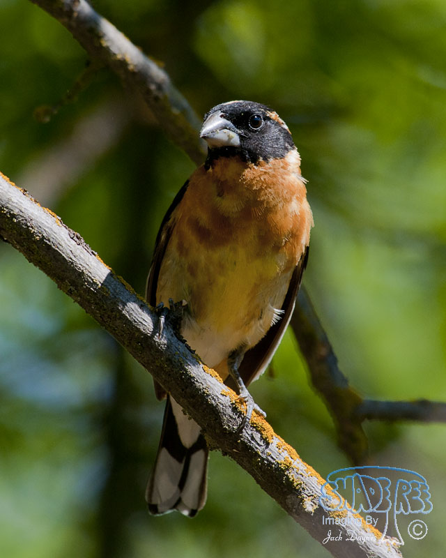 Black-Headed Grosbeak - Pheucticus melanocephalus