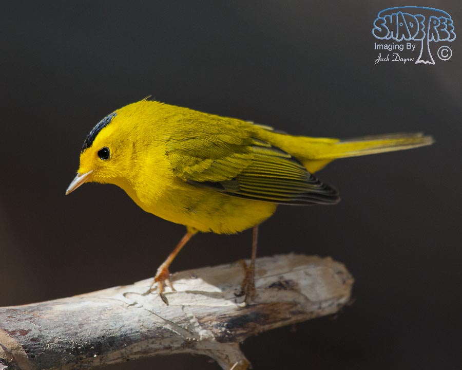 Wilson's Warbler - Cardellina pusilla