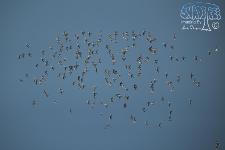 Sanderling - Calidris alba