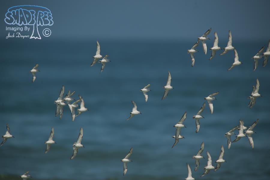 Sanderling - Calidris alba
