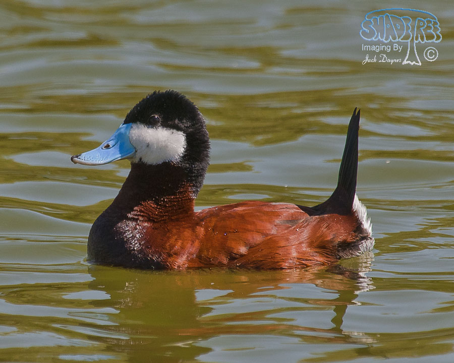 Ruddy Duck - Oxyura jamaicensis