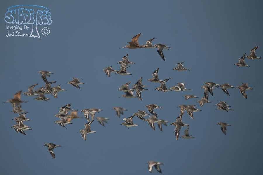 Black-Bellied Plover - Pluvialis squatarola