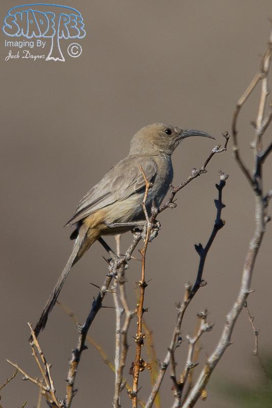 LeConte's Thrasher - Toxostoma lecontei