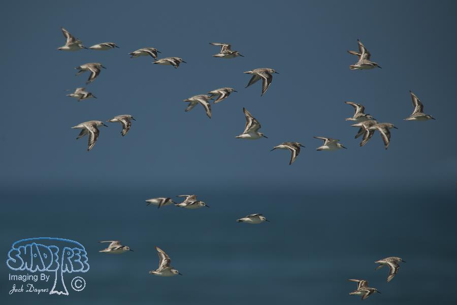 Sanderling - Calidris alba