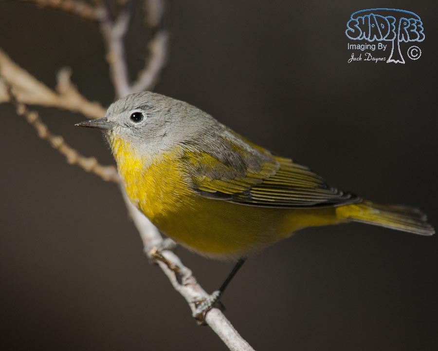 Nashville Warbler - Leiothlypis ruficapilla
