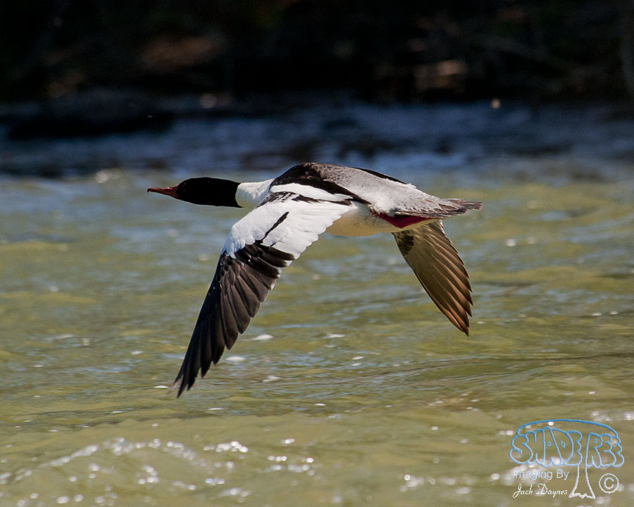 Common Merganser - Mergus merganser