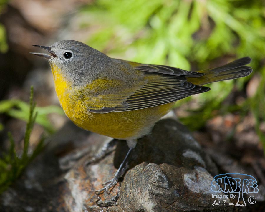 Nashville Warbler - Leiothlypis ruficapilla