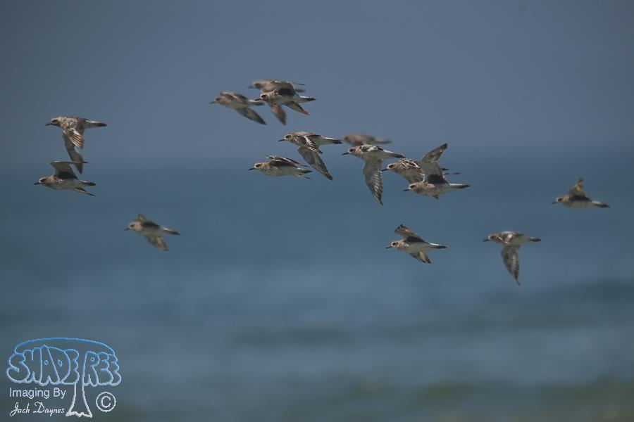 Black-Bellied Plover - Pluvialis squatarola