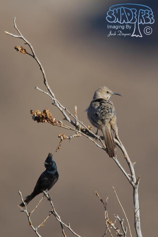 LeConte's Thrasher - Toxostoma lecontei