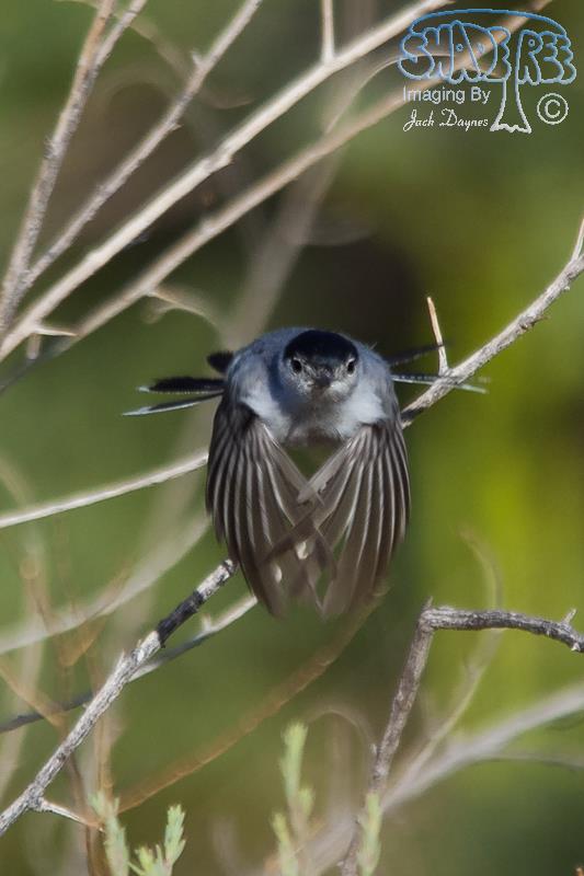 Black-Tailed Gnatcatcher - Polioptila melanura