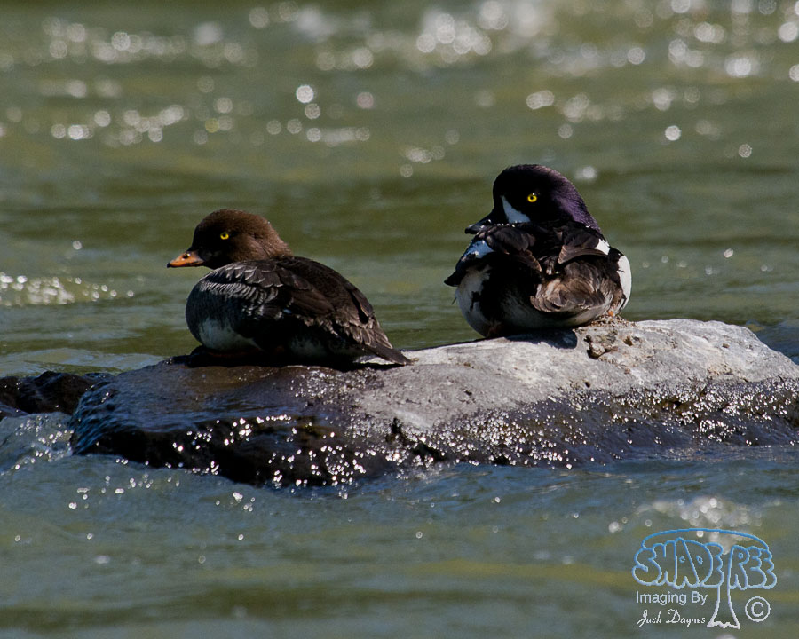 Barrow's Goldeneye - Bucephala islandica