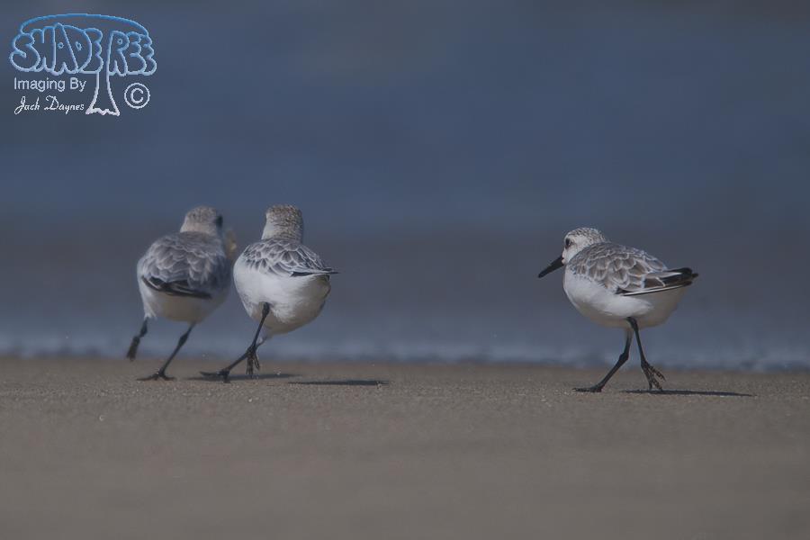 Sanderling - Calidris alba