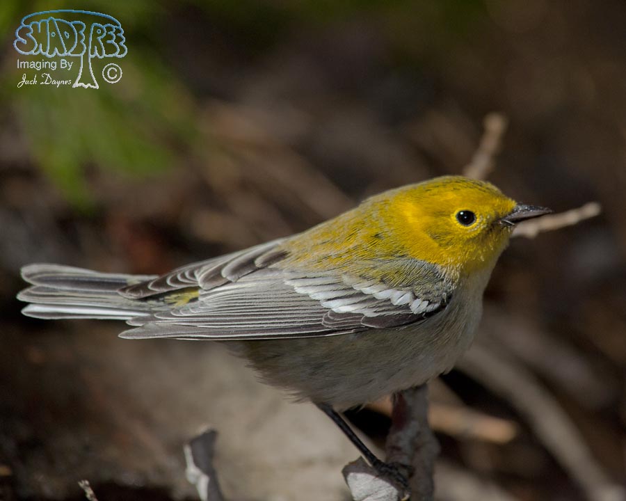 Hermit Warbler - Setophaga occidentalis