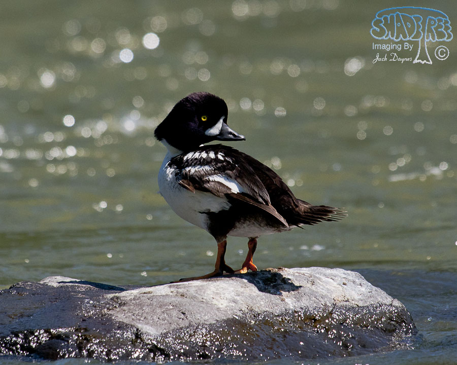 Barrow's Goldeneye - Bucephala islandica
