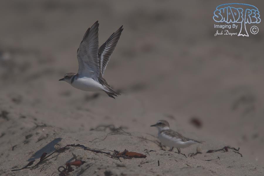 Snowy Plover - Charadrius alexandrinus