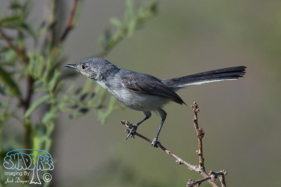 Black-Tailed Gnatcatcher - Polioptila melanura