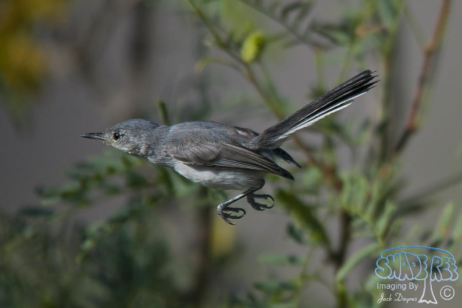 Black-Tailed Gnatcatcher - Polioptila melanura