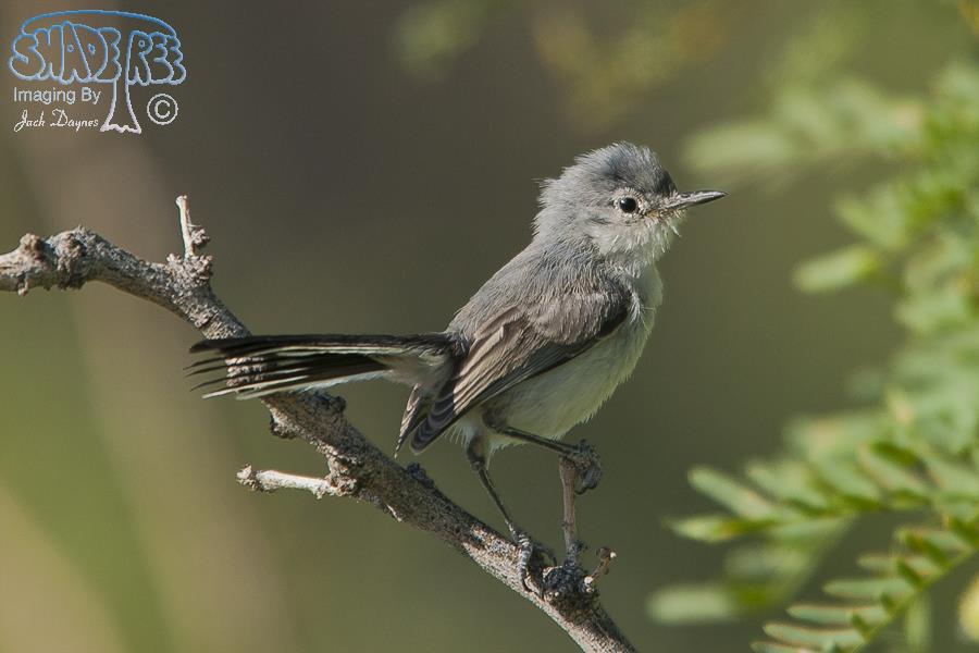 Black-Tailed Gnatcatcher - Polioptila melanura