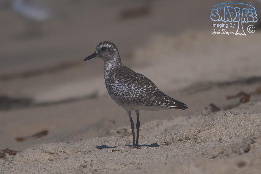 Black-Bellied Plover - Pluvialis squatarola