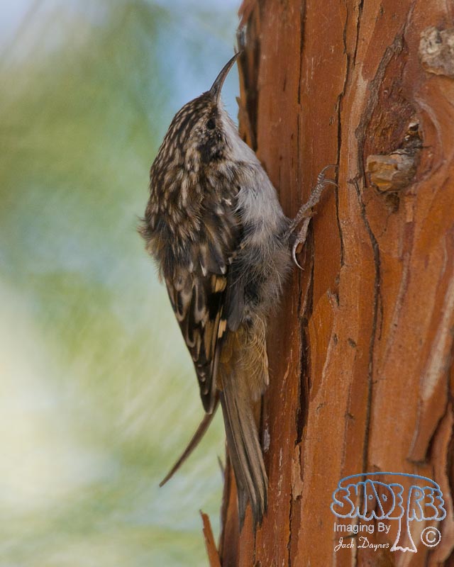 Brown Creeper - Certhia americana