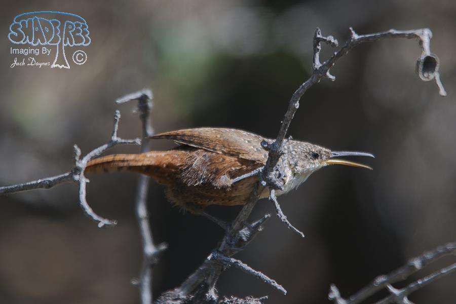 Canyon Wren - Catherpes mexicanus