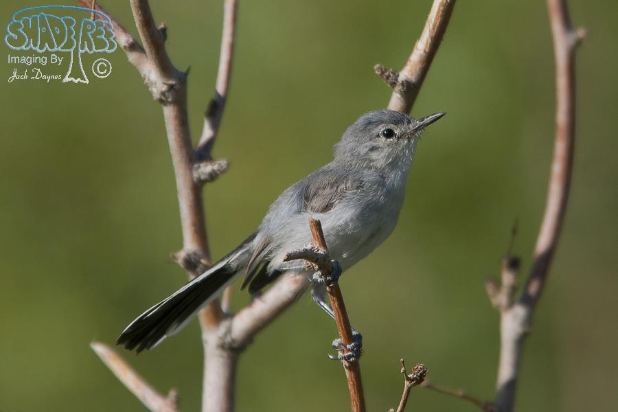Black-Tailed Gnatcatcher - Polioptila melanura