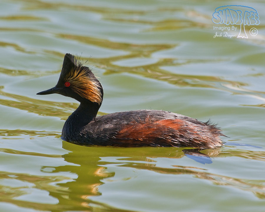Eared Grebe - Podiceps nigricollis