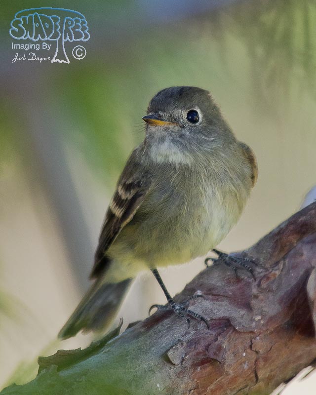 Dusky Flycatcher - Empidonax oberholseri