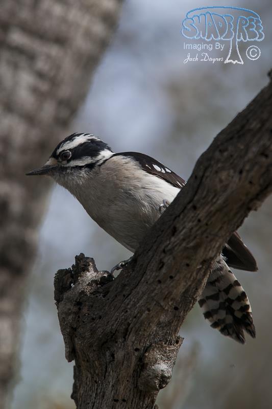 Downy Woodpecker - Dryobates pubescens