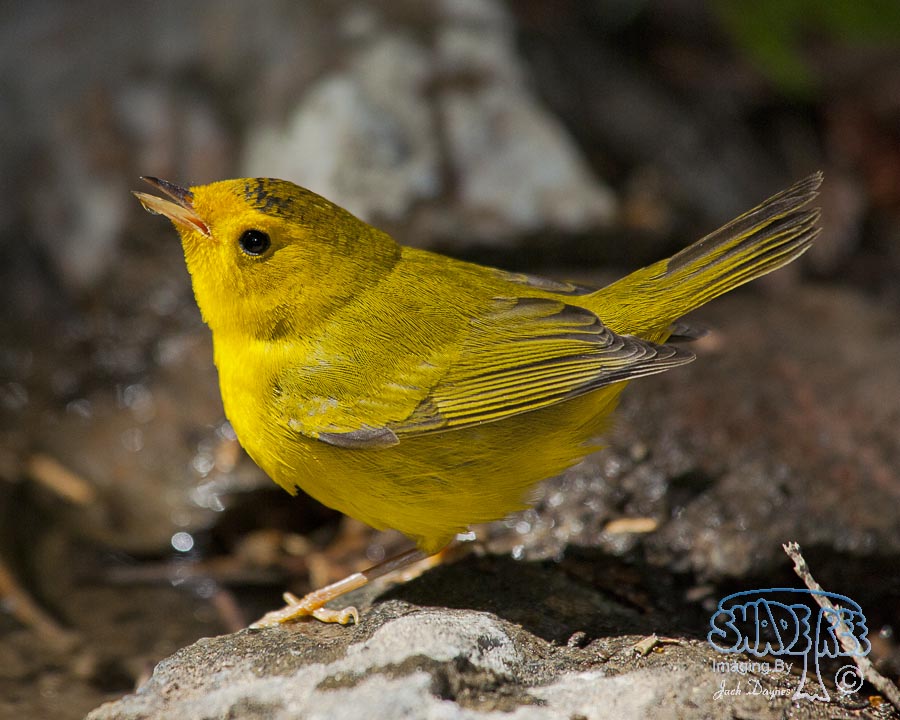 Wilson's Warbler - Wilsonia pusilla