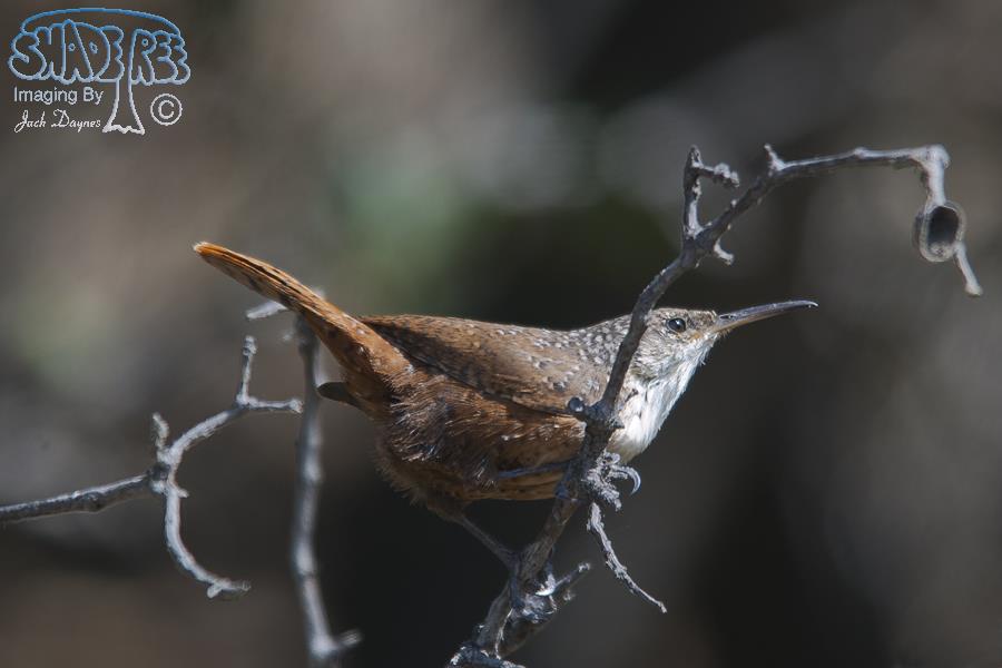 Canyon Wren - Catherpes mexicanus