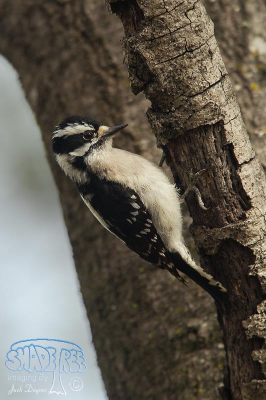 Downy Woodpecker - Dryobates pubescens