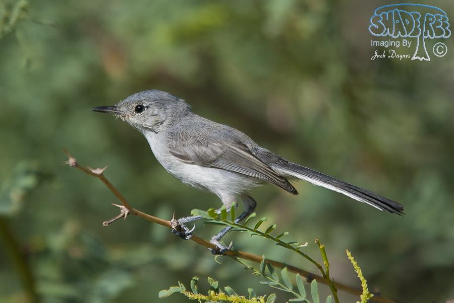 Black-Tailed Gnatcatcher - Polioptila melanura