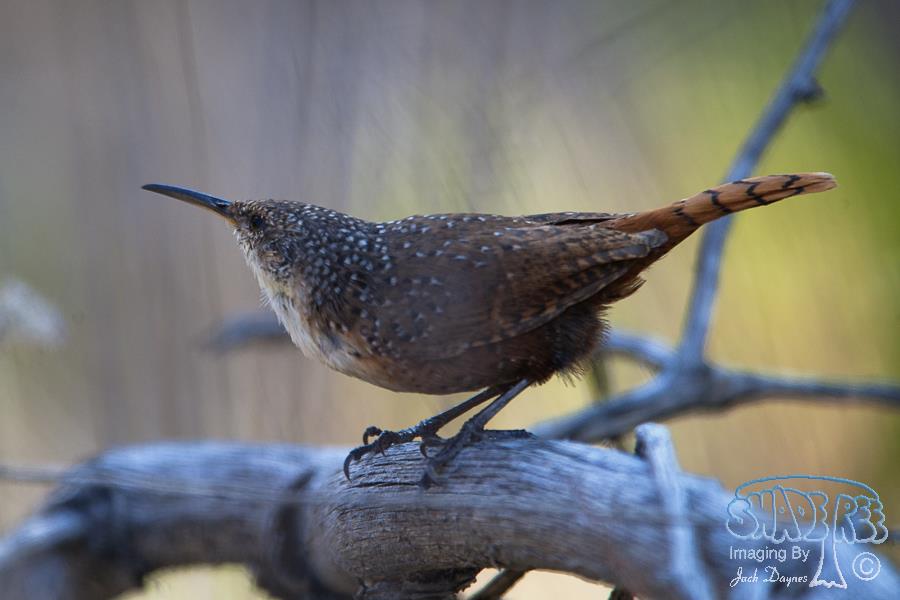 Canyon Wren - Catherpes mexicanus
