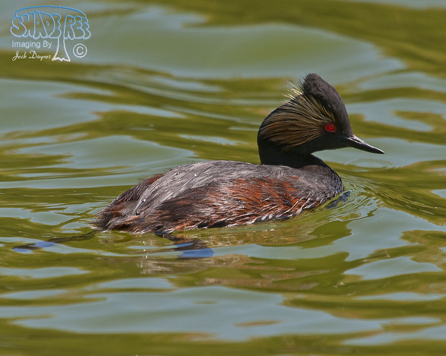 Eared Grebe - Podiceps nigricollis